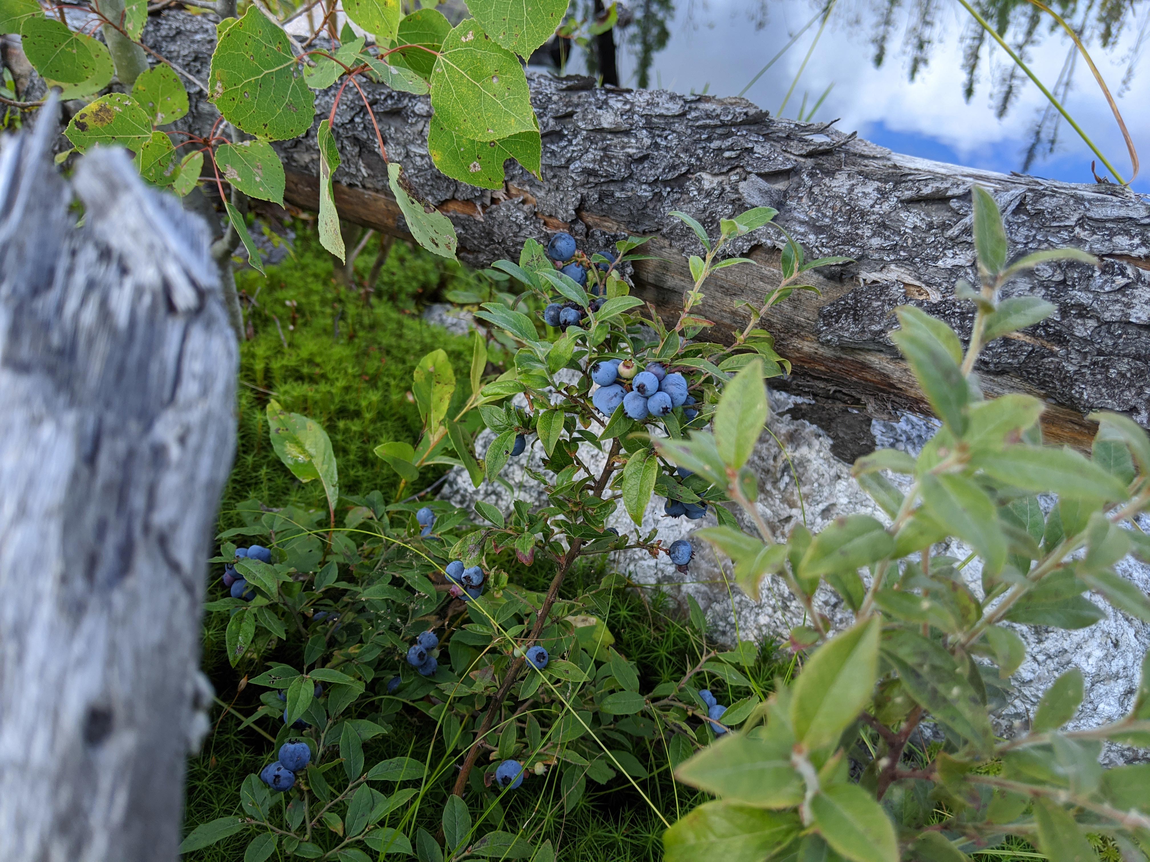 La cuisine du Lac-Saint-Jean